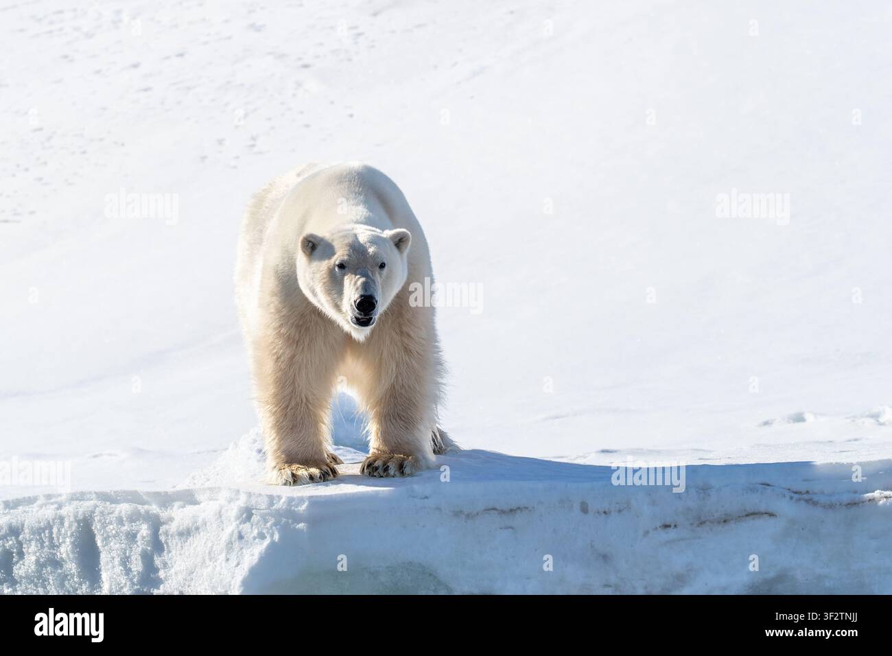 Uomo orso polare, Ursus Maritimus, sul bordo del ghiaccio innevato a Svalbard, Norvegia. Vista frontale in un paesaggio artico luminoso. Foto Stock