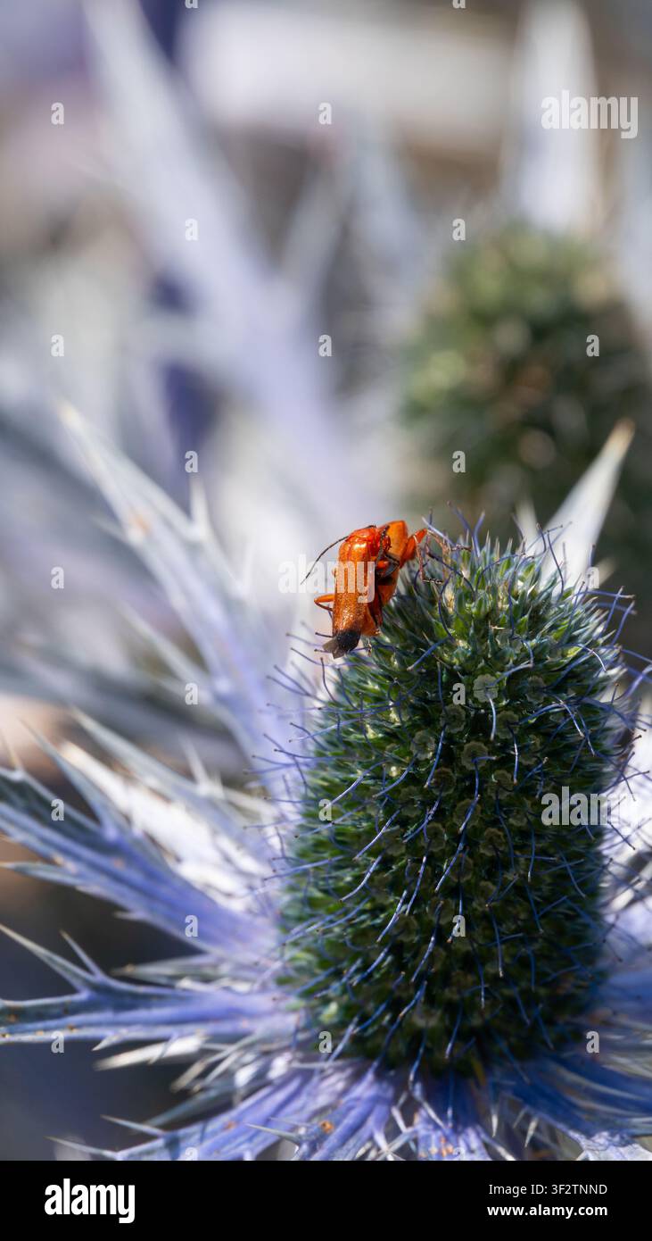 Due coleotteri soldati rossi (Rhagonycha fulva) si accoppiano su una cardo marittimo fiorito (Eryngium). Foto Stock