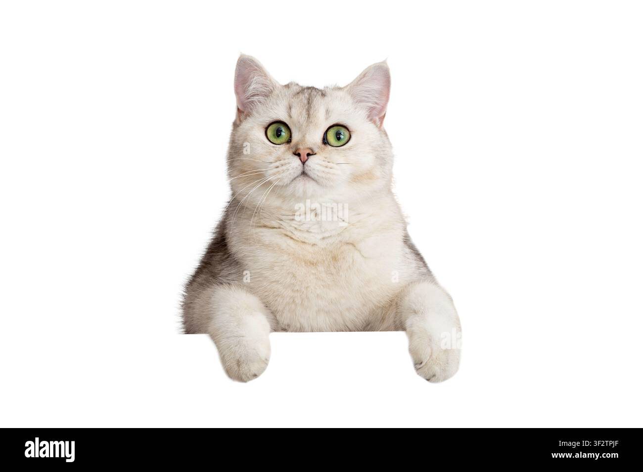 Un gatto bianco carino sbircia con le zampe anteriori per qualcosa Foto Stock