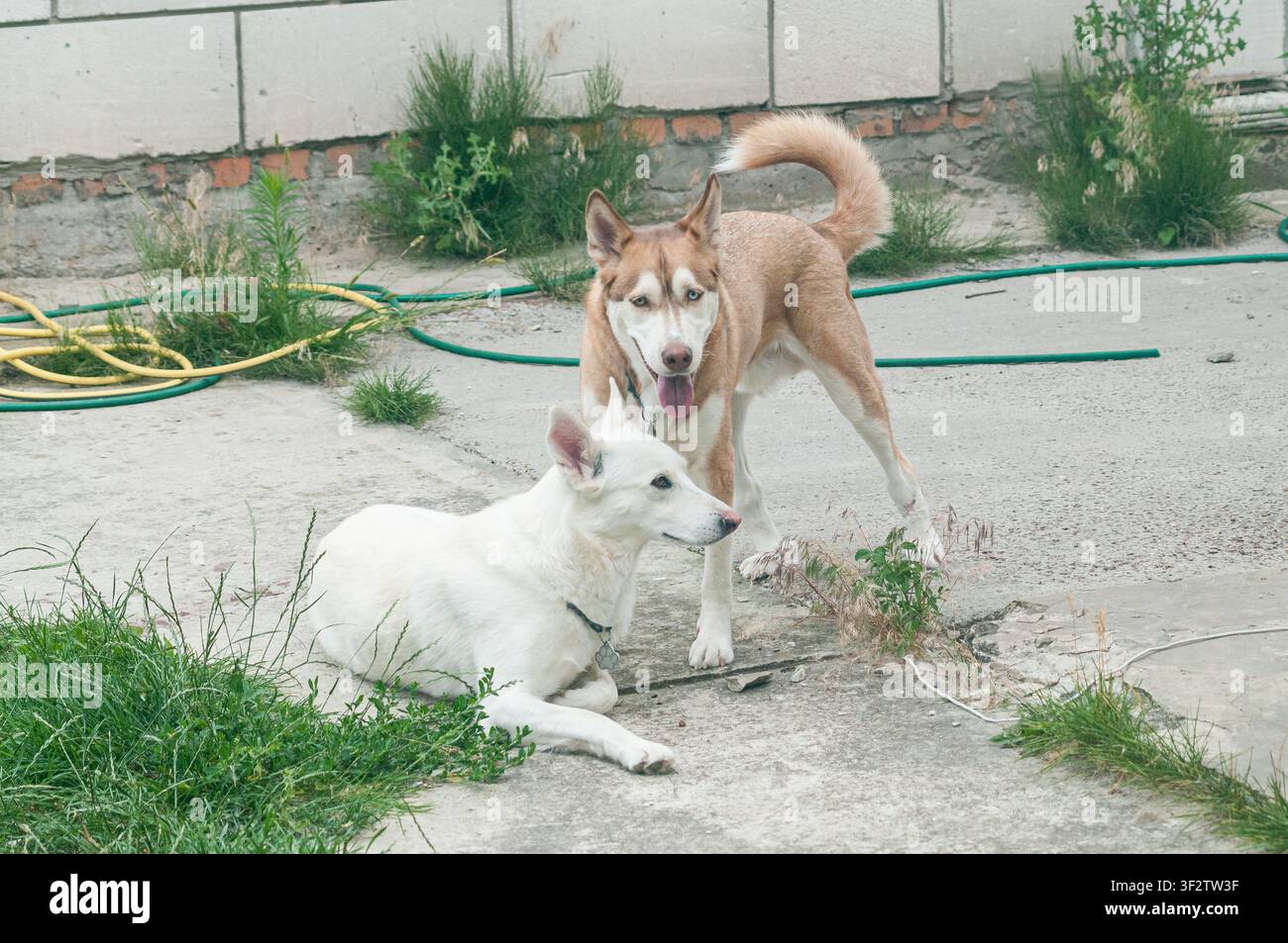 Un cane di tipo husky marrone e bianco è in allerta mentre un cane bianco giace sul terreno di cemento vicino ad alcune erbacce verdi. Foto Stock