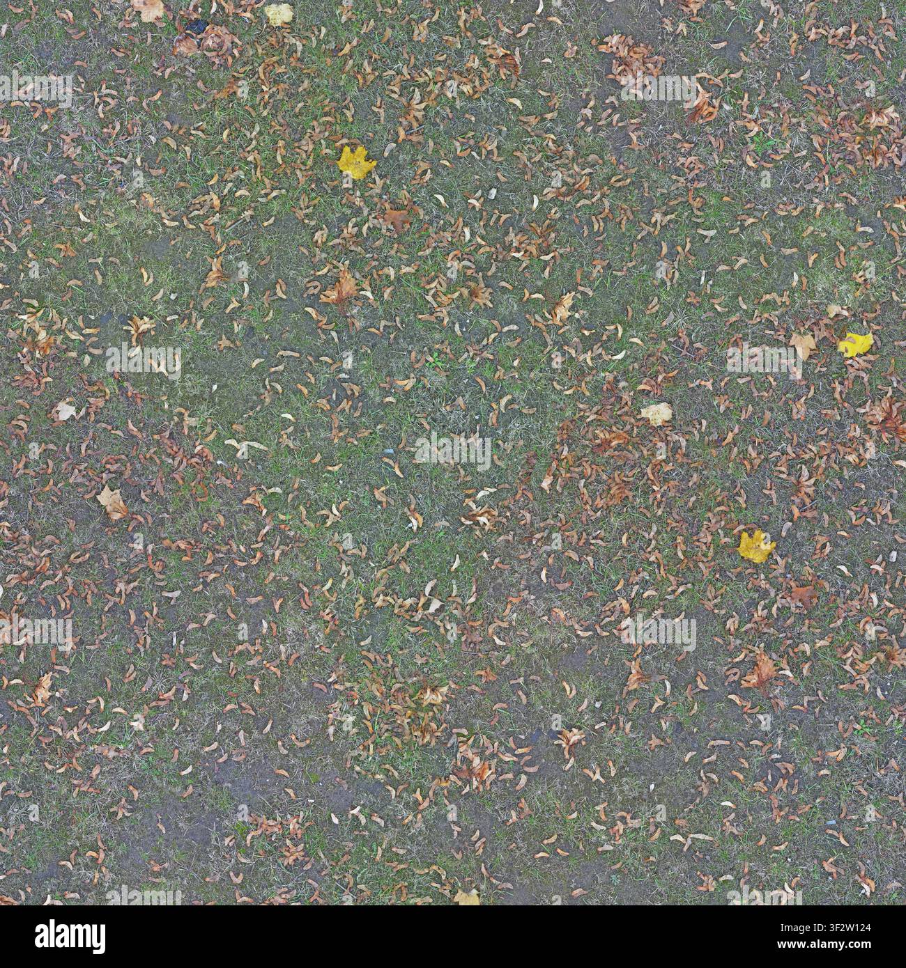 Una prospettiva dall'alto di un'area erbosa cosparsa di numerosi semi di acero caduti e di alcune foglie autunnali colorate. Foto Stock