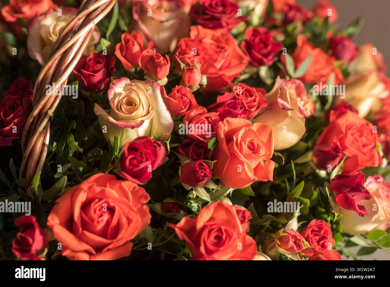 Primo piano di rose vibranti che riempiono l'inquadratura con il manico del cesto di vimini visibile. La luce naturale soffusa da destra mette in risalto i colori ricchi e de Foto Stock