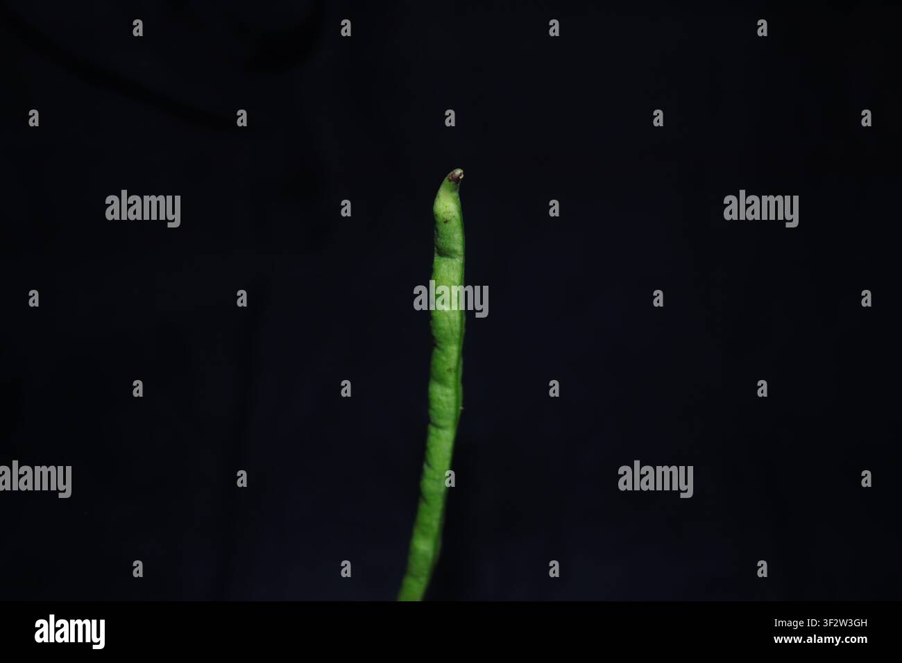 **Didascalia (Alamy):**  Fotografia macro in primo piano di un singolo fagiolo verde fresco su sfondo nero. Vista dettagliata che evidenzia la trama naturale Foto Stock
