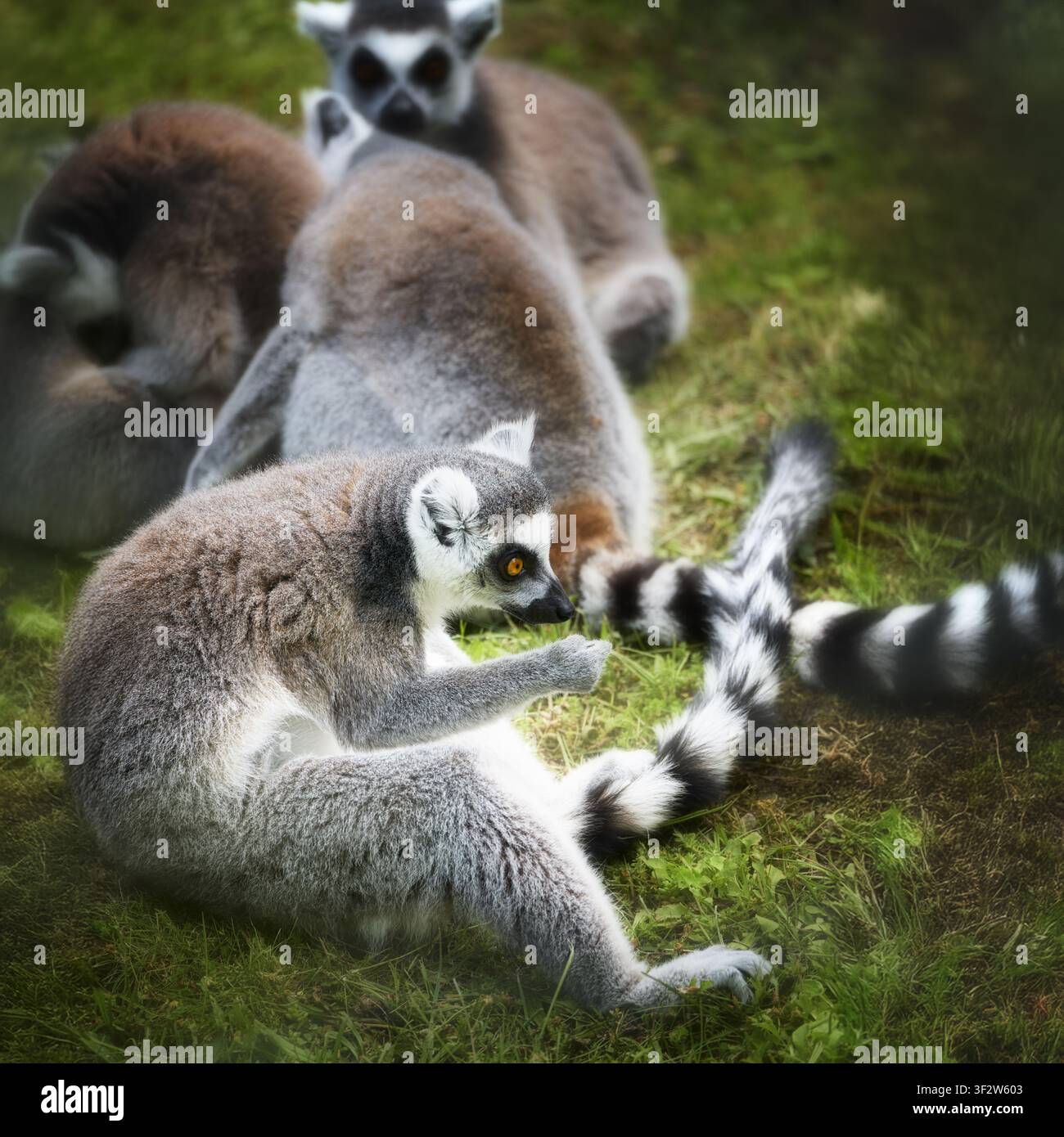 Vista di un gruppo di lemuri dalla coda ad anelli seduti sull'erba con le loro code striate nere e bianche distintive visibili in Polonia Foto Stock