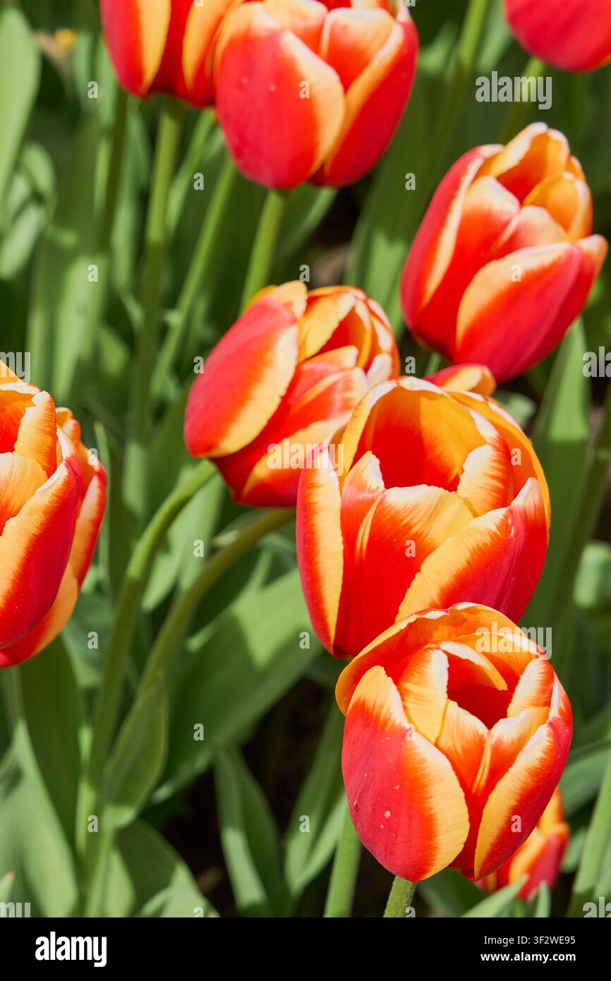 Tulipe bicolori rosso e giallo sorprendenti in fiore in un giardino primaverile soleggiato con una vegetazione verde rigogliosa. Foto Stock