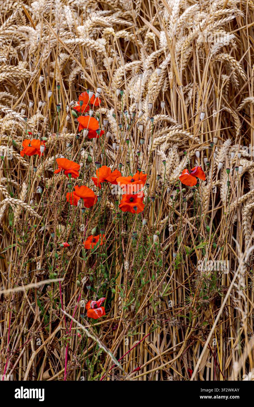 Fiori di papavero rosso acceso che fioriscono in un campo di grano dorato sotto un cielo nuvoloso a Coesfeld, Germania Foto Stock