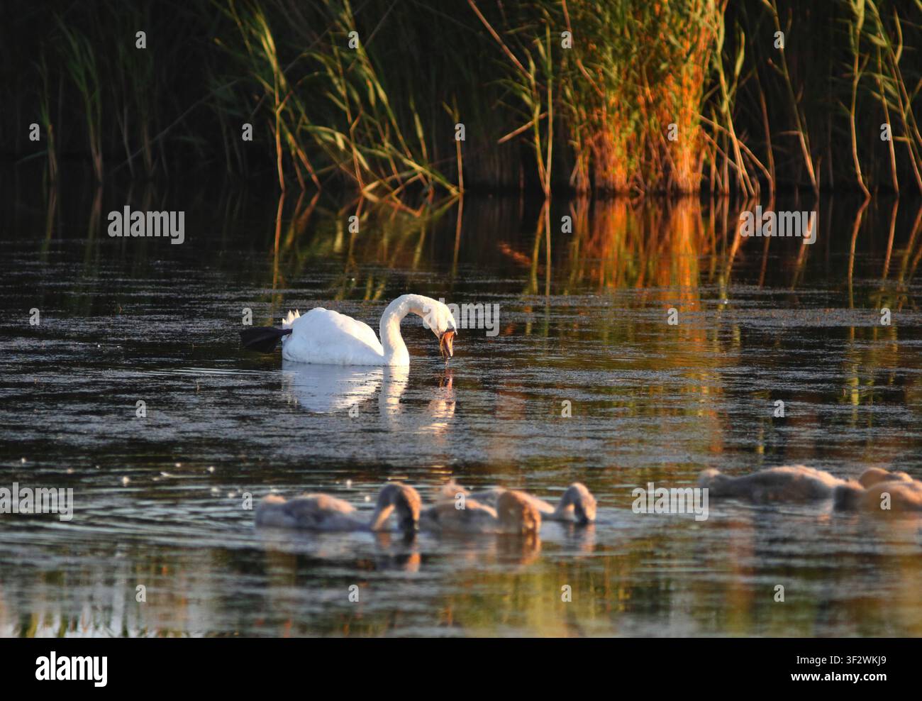 Famiglia di cigni mute nella luce dorata della sera Foto Stock