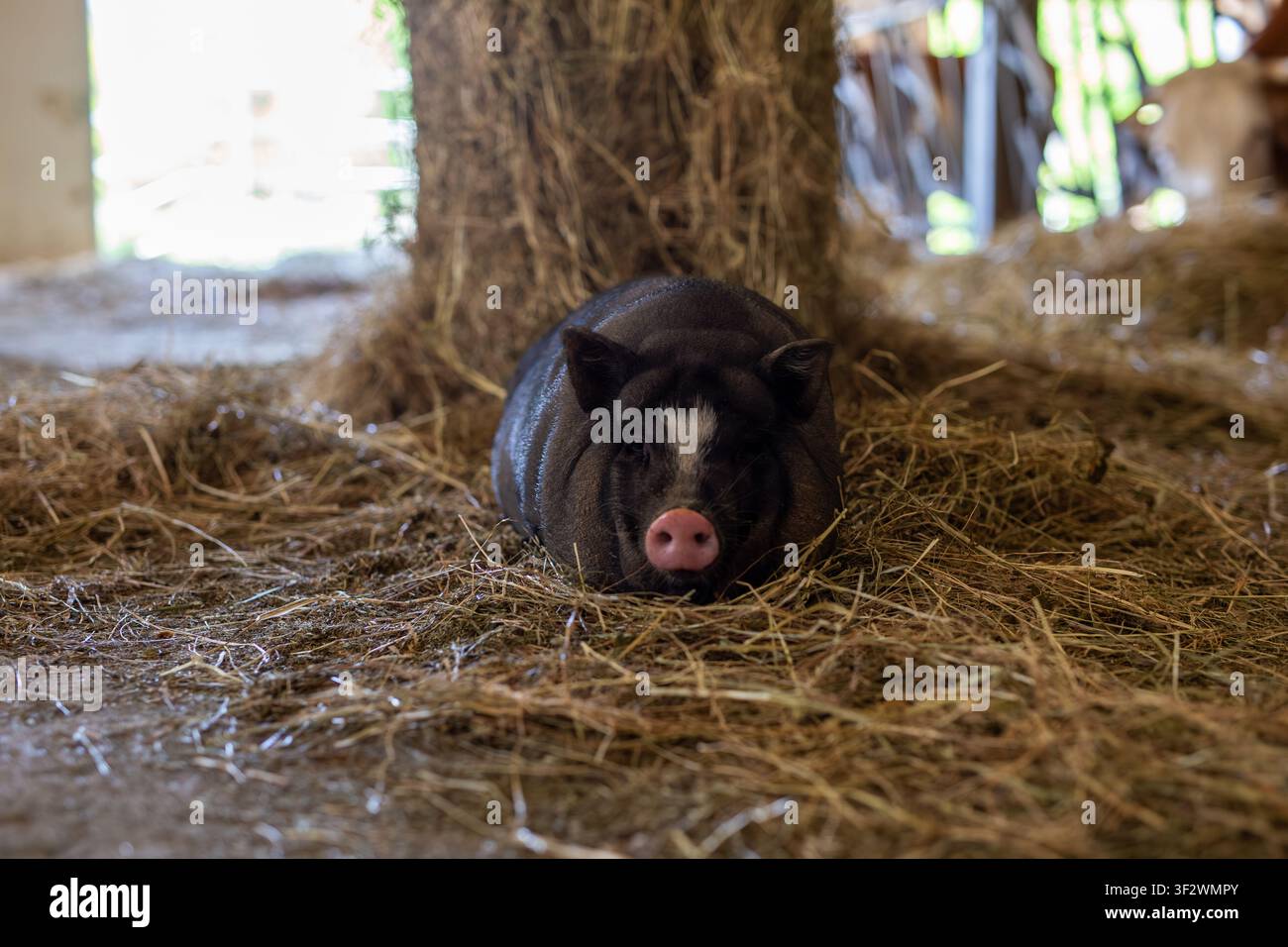 Maiale domestico vietnamita con ventre rotondo, mantello nero e muso rosa, che riposa su fieno accanto a un ballotto di fieno in un riparo rurale di una fattoria. Luce naturale diffusa Foto Stock