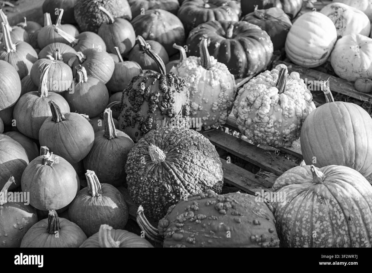 Tutti i doni. Ottobre 31. Sfondo arancione zucca di Halloween. Buon Halloween. Raccolta della zucca in autunno. Il giorno della morte. Zucca morta di Halloween. Trucco Foto Stock