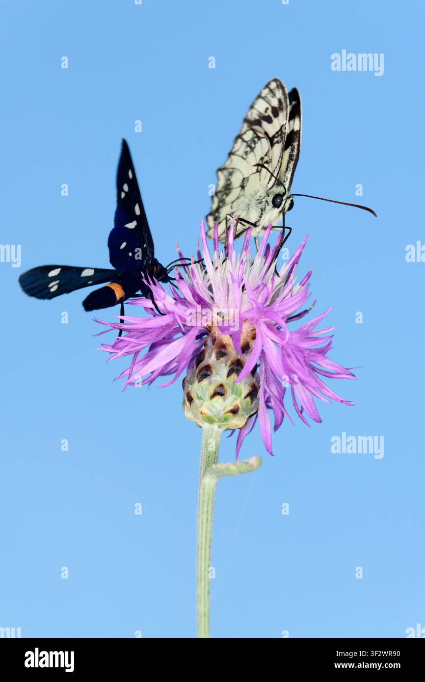 Farfalla e falena Foto Stock