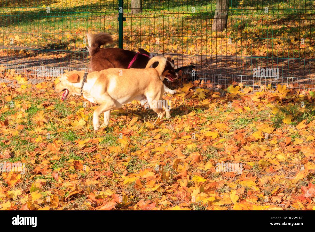 Pastore australiano e Labrador retriever che giocano in un parco autunnale Foto Stock