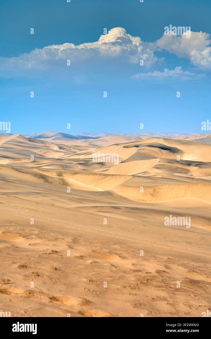Dune di sabbia dorata che si estendono attraverso l'arida paesaggio del deserto di Namib sotto un cielo blu vibrante con soffici nuvole bianche in Namibia. Foto Stock