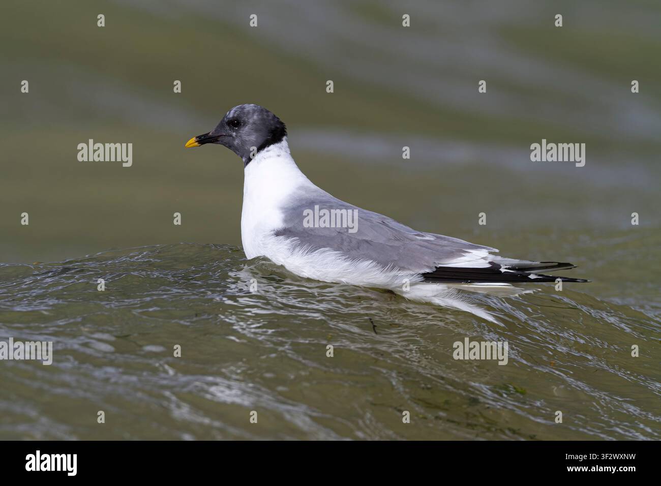 Gabbiano di Sabine adulto (Xema sabini), Grafham Water, Cambridgeshire, Inghilterra Foto Stock