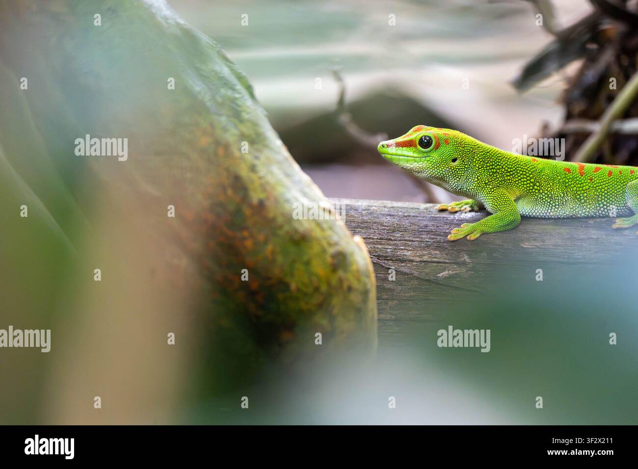 Un geco verde vibrante si riposa su un ramo, le sue squame scintillano con macchie rosse e una texture fine. Foto Stock