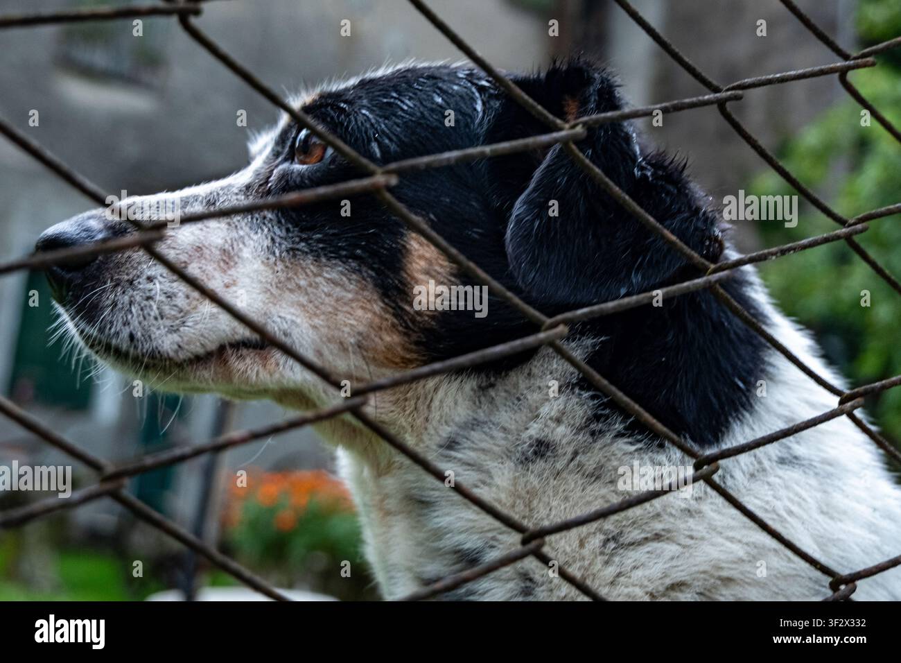 Portratto ravvicinato di un cane di razza mista dietro una recinzione di filo metallico Foto Stock