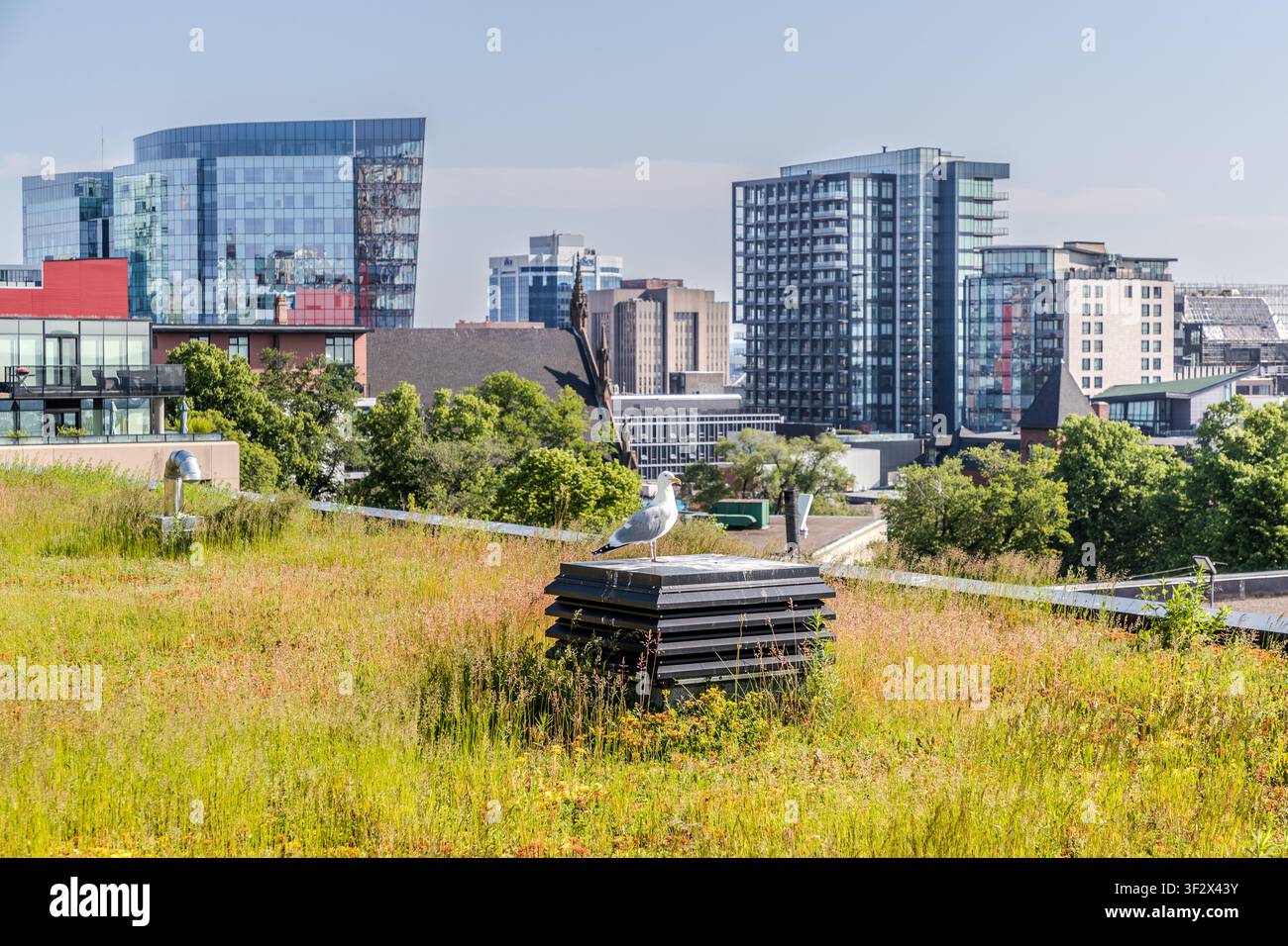 Un gabbiano è appollaiato su un condotto di ventilazione sul tetto verde della Halifax Central Library ad Halifax, Canada. L'edificio, inaugurato nel 2014, è noto per il suo tetto verde, progettato per contrastare l'effetto di isola di calore urbana. Halifax, Nuova Scozia, Canada Foto Stock