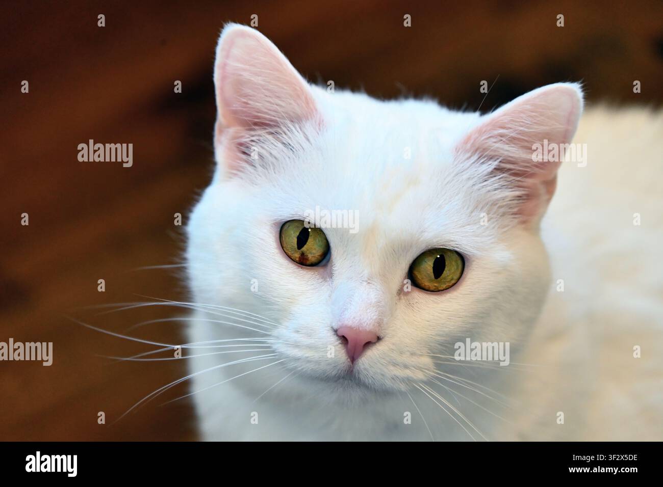 Wheaton, Illinois, USA. Un gatto domestico a pelo corto completamente bianco (Felis catus) fissa la fotocamera con uno sguardo schietto. Foto Stock