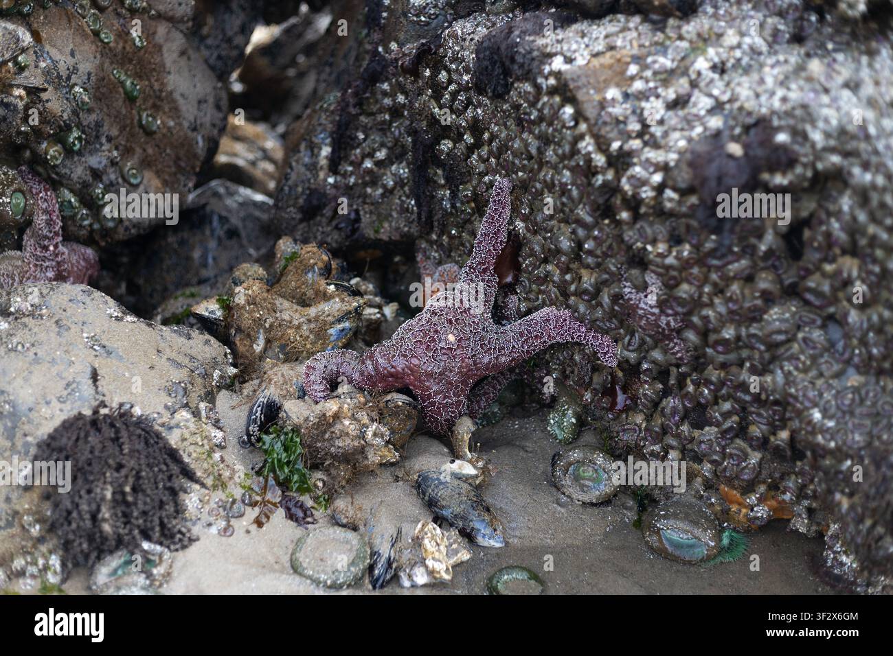 Stella marina e altre creature marine esposte durante una bassa marea sulla costa dell’Oregon in estate. Foto Stock