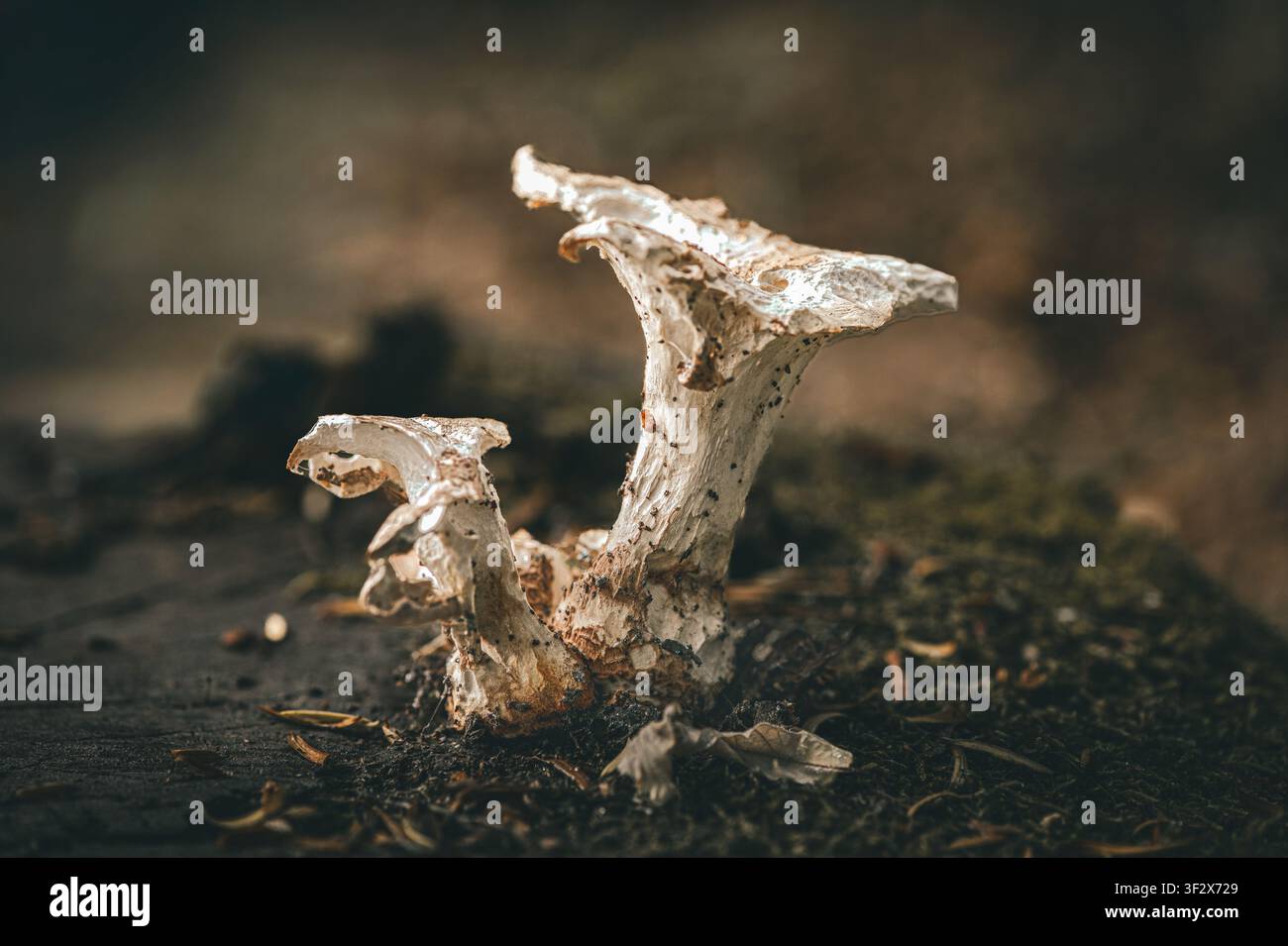 Funghi bianchi del bosco che crescono su un suolo forestale in decomposizione Foto Stock