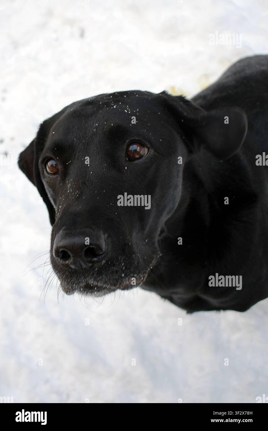 Ritratto di un Labrador Retriever nero nella neve Foto Stock