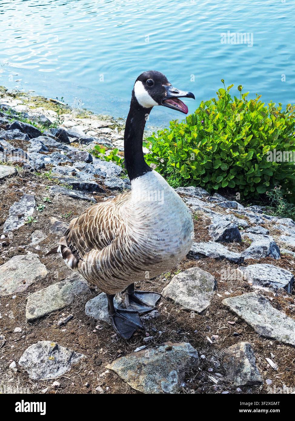 Un'oca del Canada (Branta canadensis) con il becco aperto, Inghilterra, Regno Unito Foto Stock
