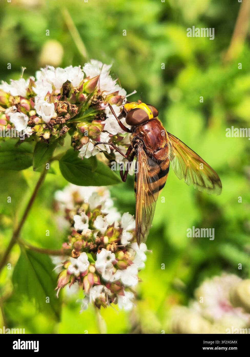 Mosca ronzante imitatrice di calabrone (Volucella zonaria), Inghilterra, Regno Unito Foto Stock