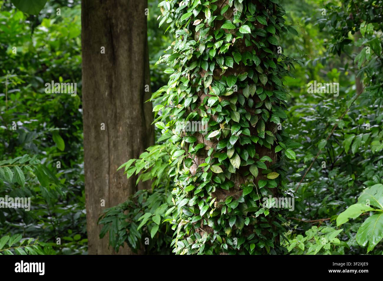 Viti selvatiche su un grande albero della foresta. Questa foto è stata scattata a Chittagong, in Bangladesh. Foto Stock
