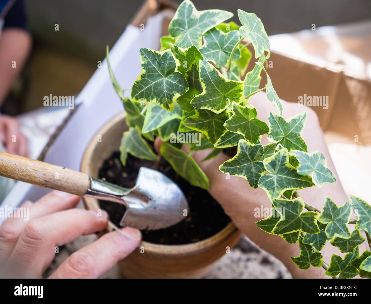 Prima di una pianta rinvasata, con edera variegata verde e bianca, con profondità di campo ridotta che si concentra sulle foglie e sull'atto di rinvaso. Foto Stock