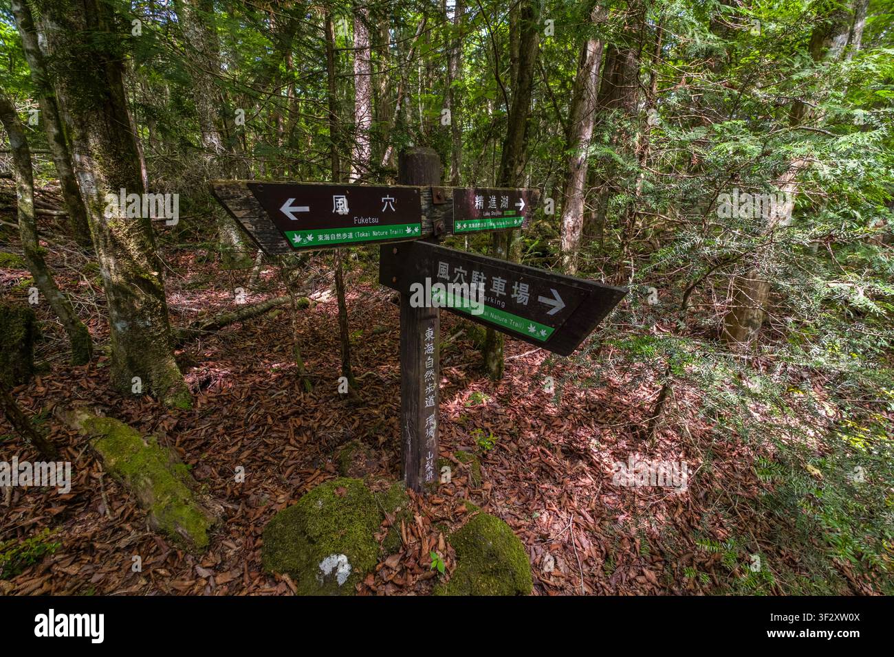 Situata ai piedi del Monte Fuji, la foresta di Aokigahara è un'area densamente boschiva nota per le sue proprietà geologiche uniche e il terreno impegnativo. La Foto Stock