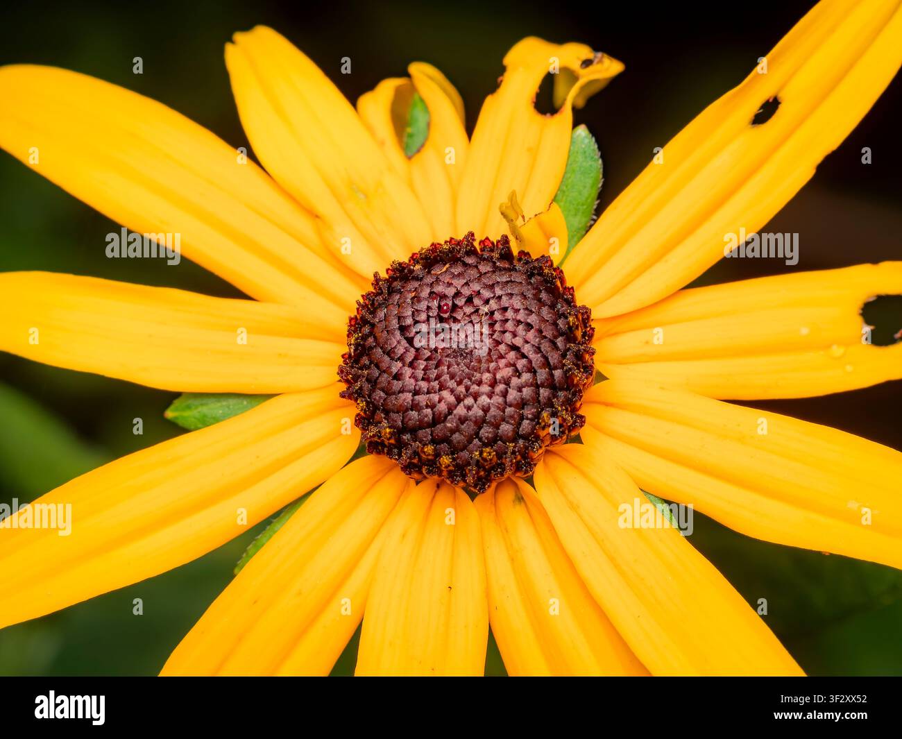 Macro primo piano di un fiore giallo brillante di Black Eyed Susan che mostra intricati dettagli del disco centrale scuro e dei petali in un giardino Foto Stock