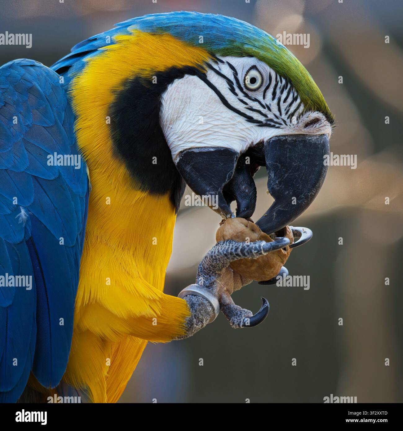 Un primo piano cattura un vivace ara blu e giallo, Ara ararauna, che usa abilmente il becco e gli artigli per rompere il guscio di una noce Foto Stock