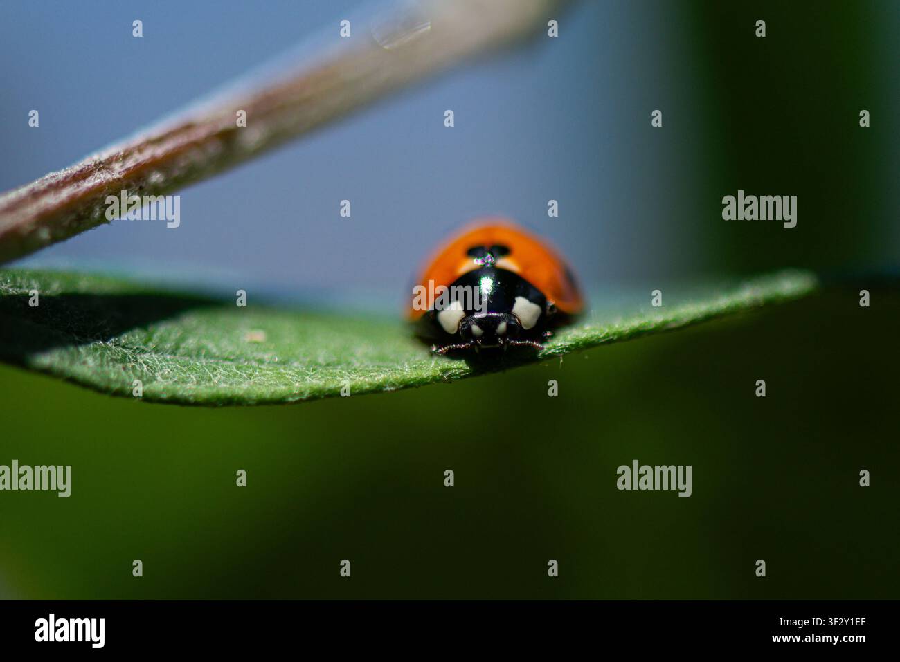 Un sette-spot ladybird (Coccinella septempunctata) su una foglia Foto Stock