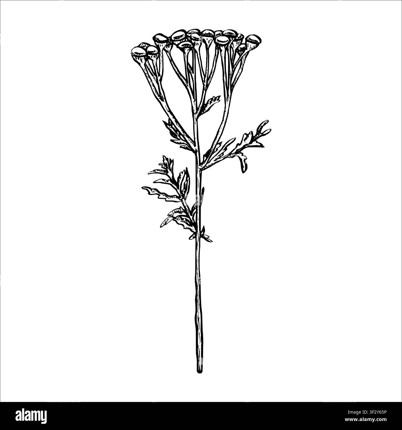 Disegno lineare vettoriale in bianco e nero di una fiore selvatico. Contorno disegnato a mano di tanaceto dipinto con inchiostri neri. Elemento grafico di un contorno di fiori Illustrazione Vettoriale