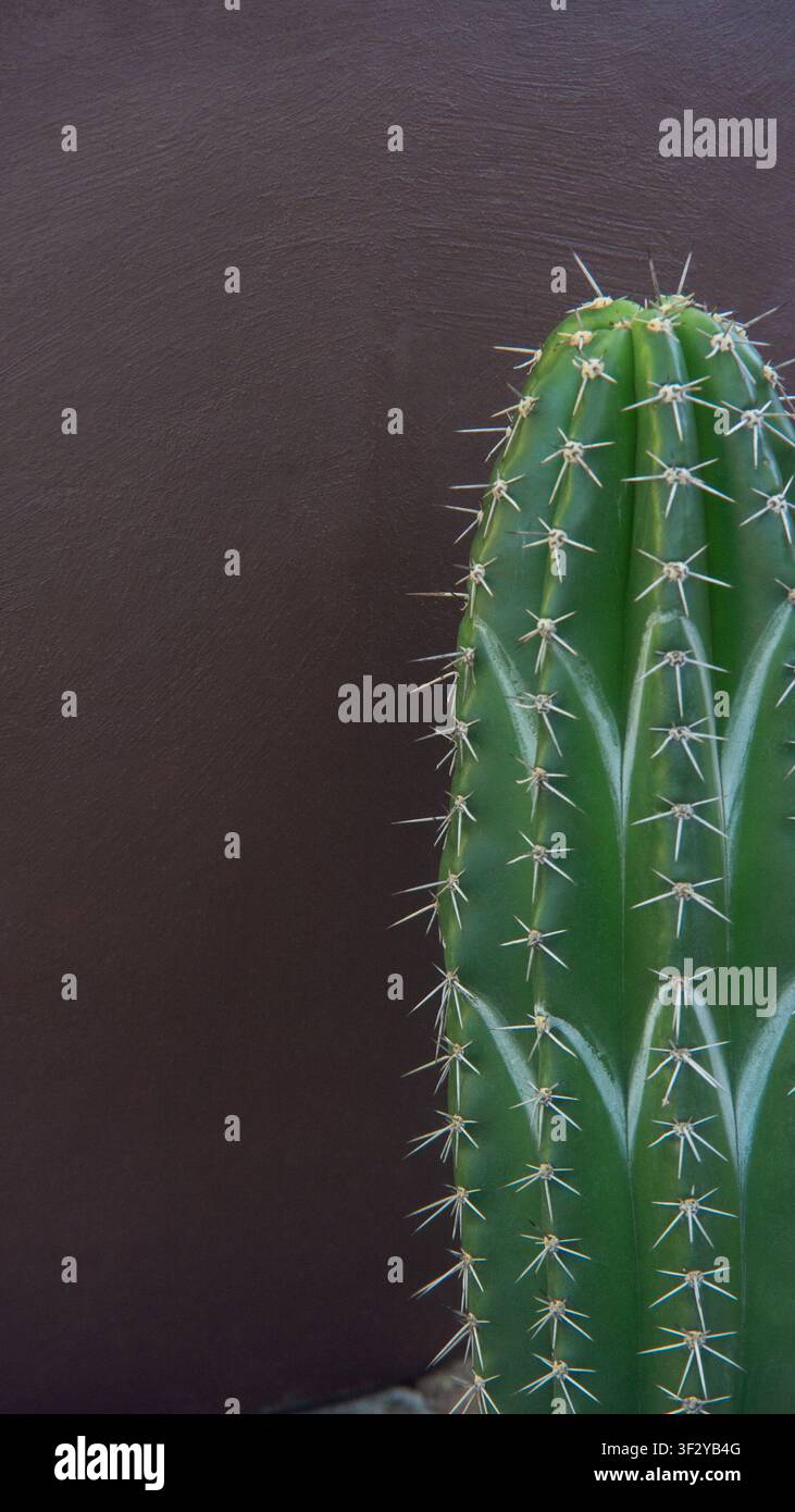 Cacto colonnare verde con spine affilate su uno sfondo di muro marrone scuro con spazio per il testo. Concetto botanico di resilienza e protezione. Foto Stock