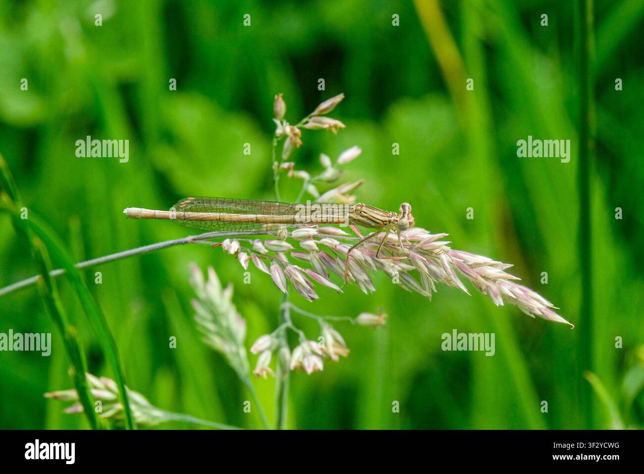 Mosca del drago Foto Stock