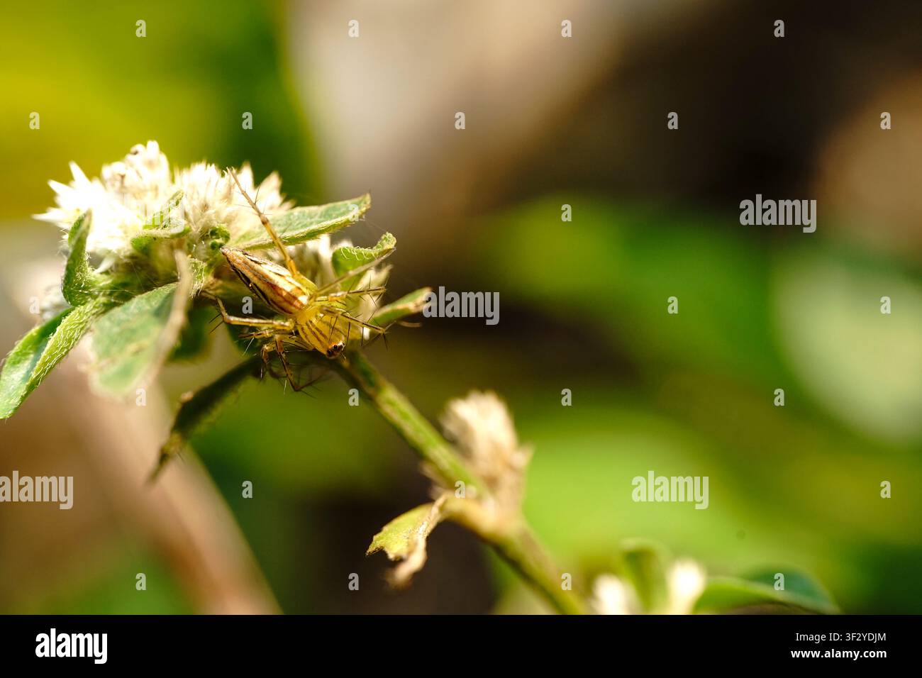 Un primo piano di un ragno lynx verde che striscia tranquillamente in uno stelo di fiore selvatico bianco. Questa foto è stata scattata a Bandung, Giava Occidentale, Indonesia. Foto Stock