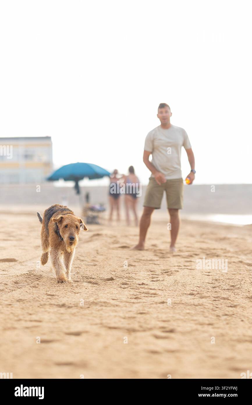 Cane che cammina su una spiaggia sabbiosa con un uomo in abbigliamento casuale nelle vicinanze, ombrellone da spiaggia e persone visibili sullo sfondo sotto una luce solare intensa Foto Stock