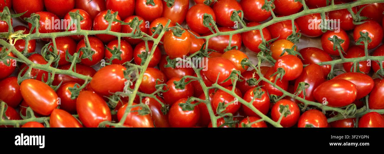 Panorama di pomodorini freschi e maturi sulla vite su un banco di ortolano al mercato Foto Stock