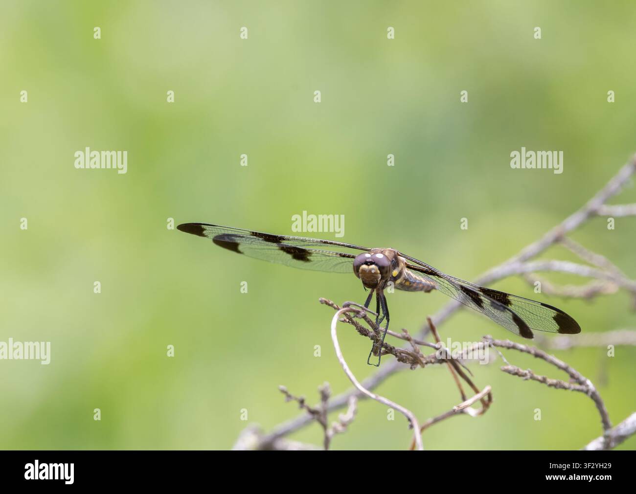 Libellula femmina a dodici macchie su un nastro con sfondo di vegetazione sfocata per spazio di copia a luglio ad Haliburton Ontario Canada Foto Stock