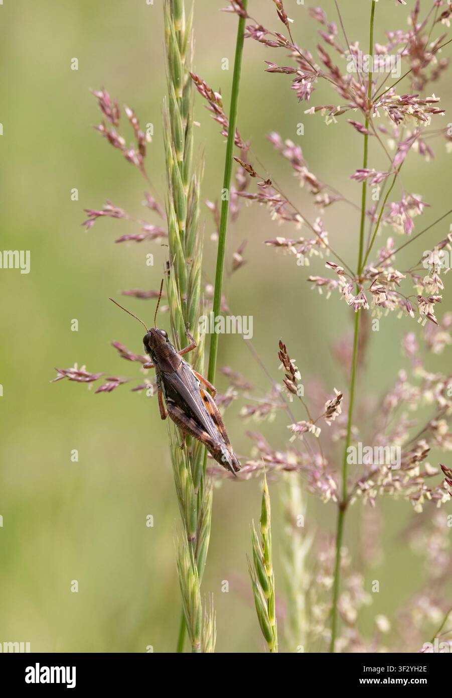 Cavalletta dalle zampe rosse e gola glabra su erba a tappeto rosa morbida con sfondo naturale verde morbido Foto Stock