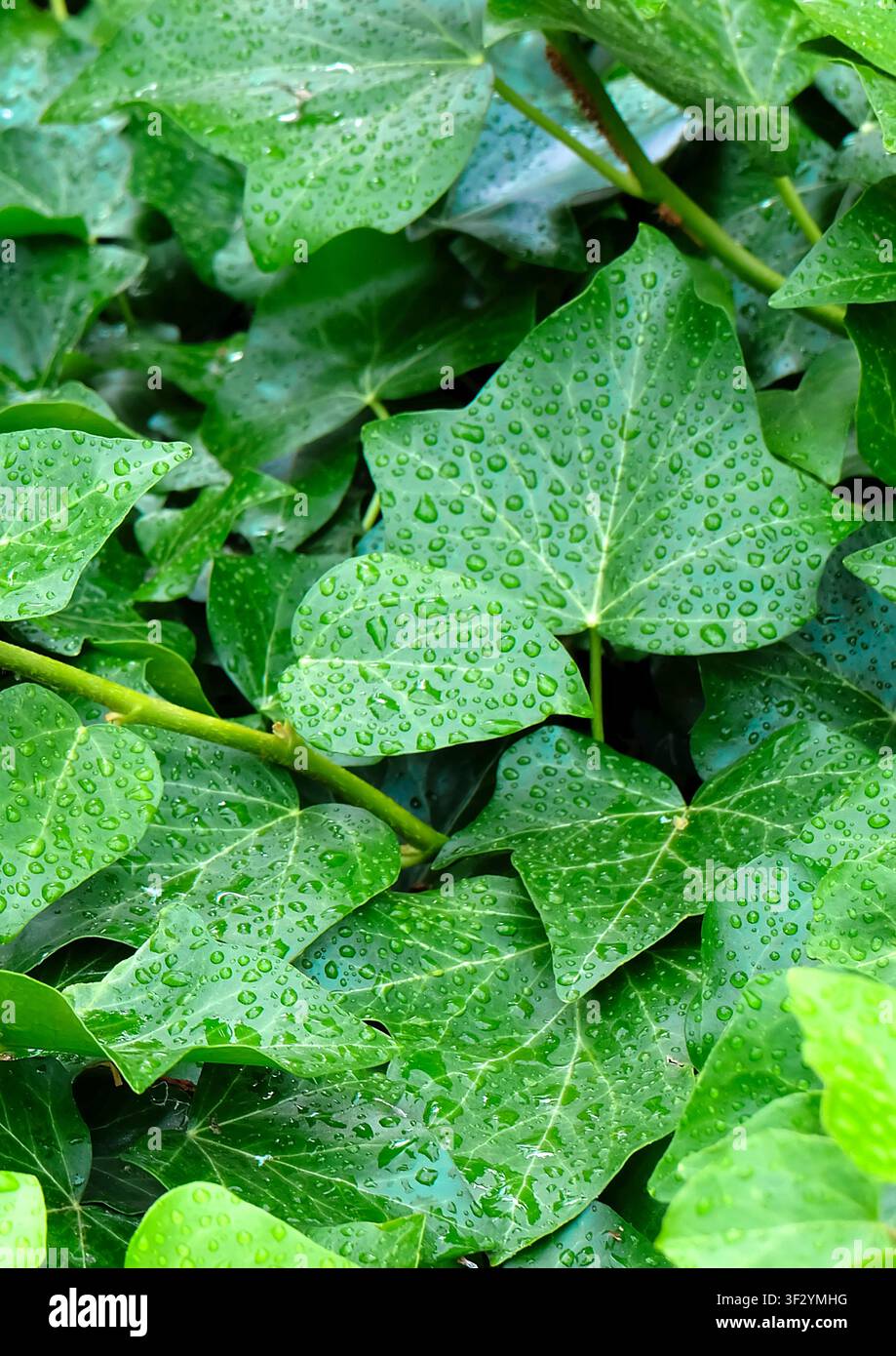 Edera atlantica (Hedera hibernica, Hedera helix var. hibernica), foglie Foto Stock