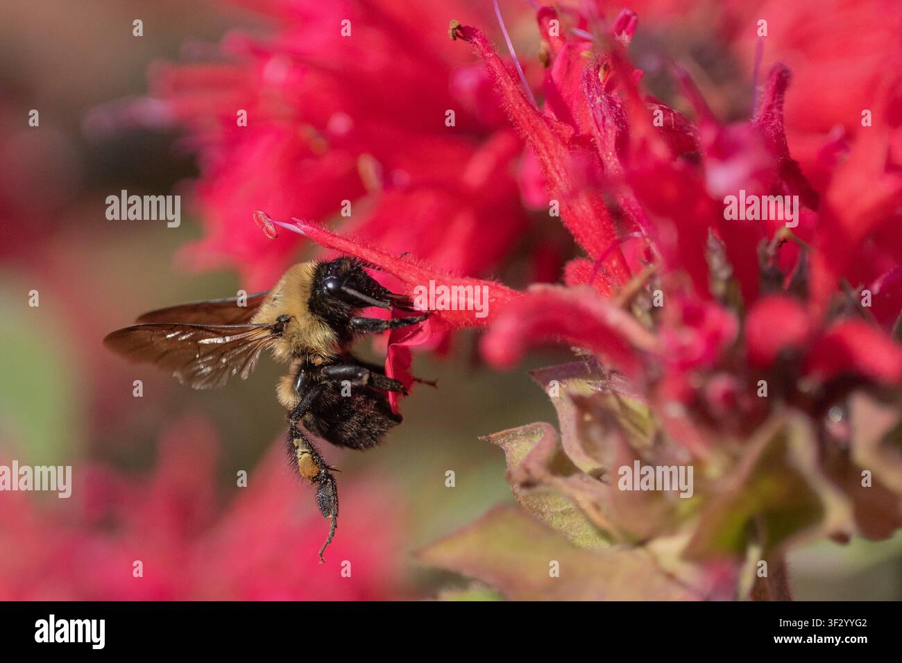 Primo piano di un bombo (bombus) mentre raccoglie nettare da una salvia rosa in un giardino estivo Foto Stock
