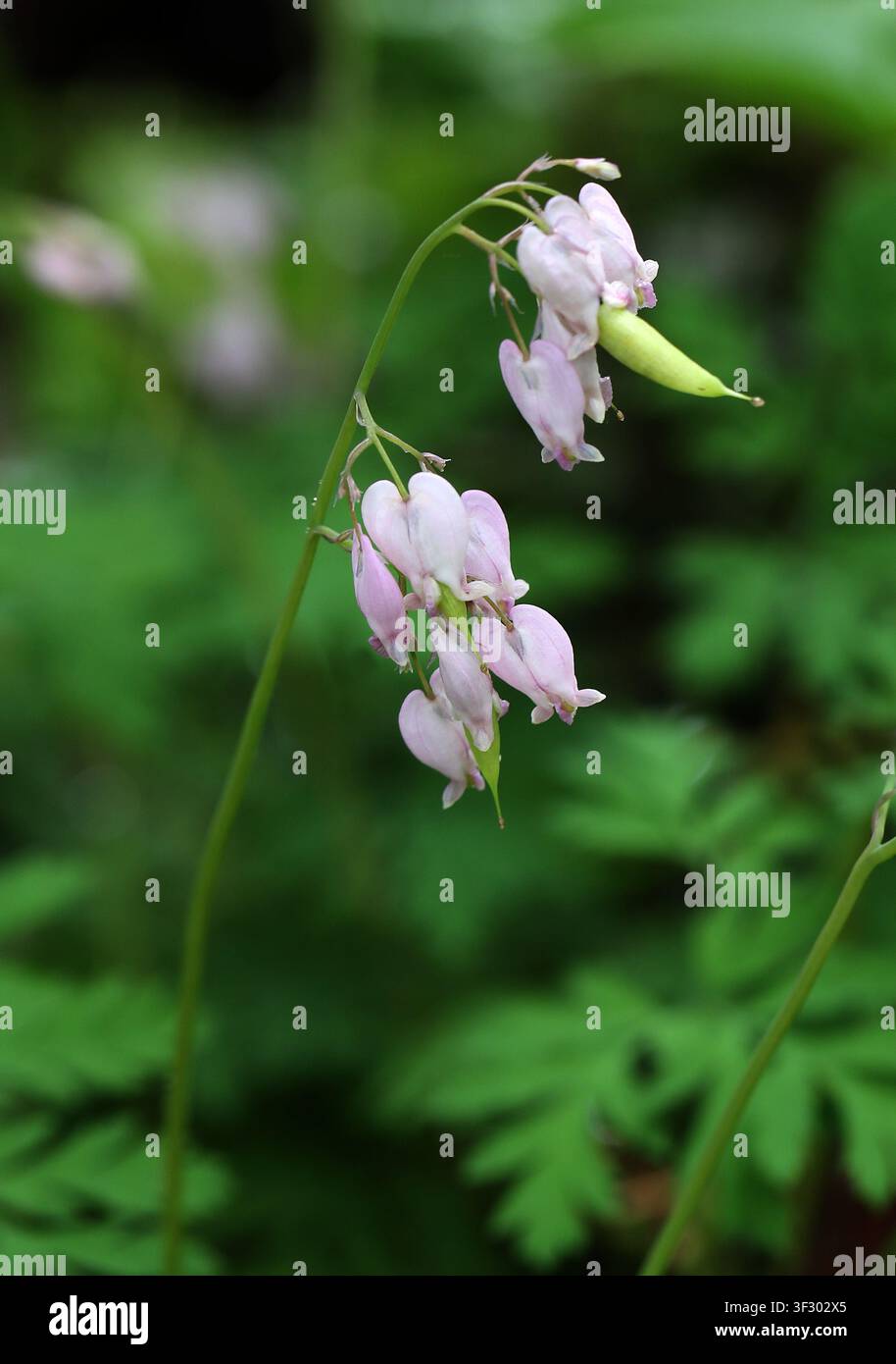 Cuore sanguinante selvatico, Cuore sanguinante del Pacifico o Cuore sanguinante occidentale, Dicentra formosa, Papaveraceae. Nordovest del Pacifico del Nord America. Foto Stock