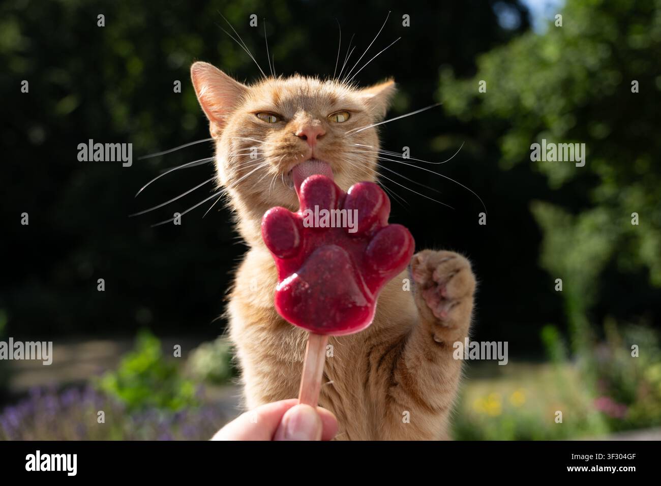 Gatto che lecca un ghiacciolo per animali fatto in casa a forma di zampa per rinfrescarsi durante il caldo estivo, all'aperto in giardino Foto Stock