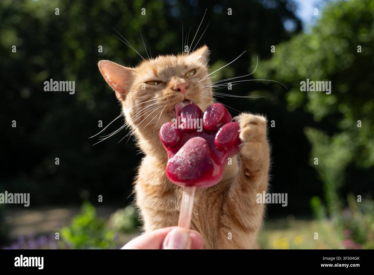 Gatto che lecca un ghiacciolo per animali fatto in casa a forma di zampa per rinfrescarsi durante il caldo estivo, all'aperto in giardino Foto Stock