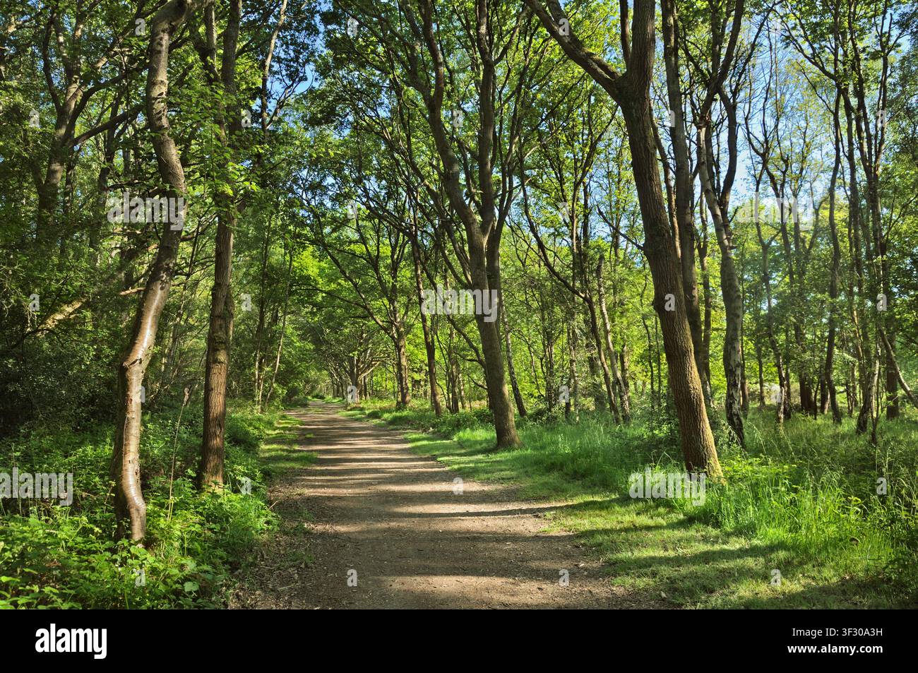 Un sentiero o pista sterrata circondata da alberi in un'area boschiva di latifoglie verdeggiante e rigogliosa in una giornata di primavera soleggiata, Epsom Common, Surrey, Inghilterra sentieri dei boschi del Regno Unito Foto Stock