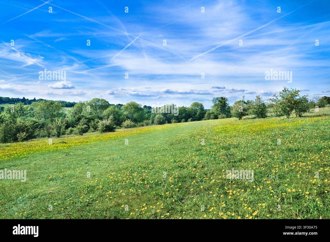 Farthing Downs, parte del sud di Londra Downs Riserva Naturale Nazionale, comprendente 121 acri di campagna lungo il confine del Surrey e Croydon, Regno Unito Foto Stock