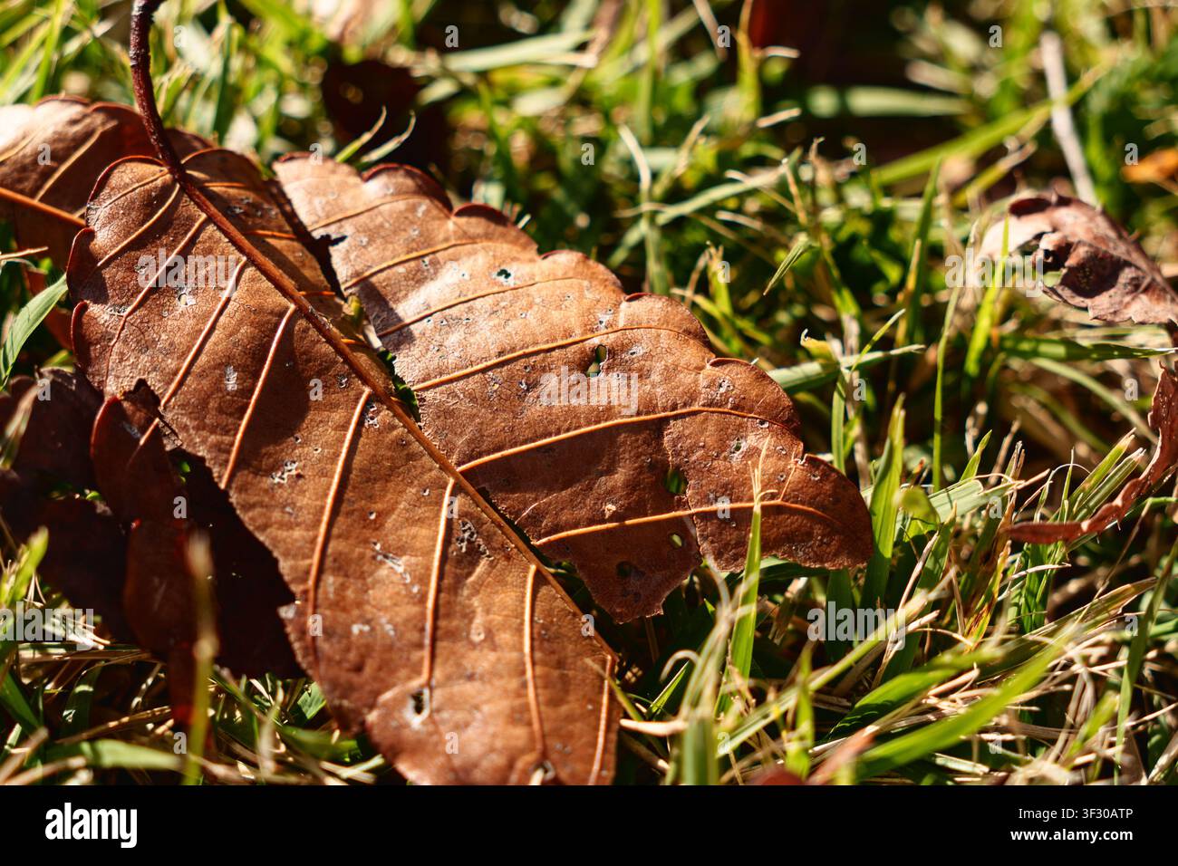 Primo piano di una foglia secca d'autunno sull'erba Foto Stock