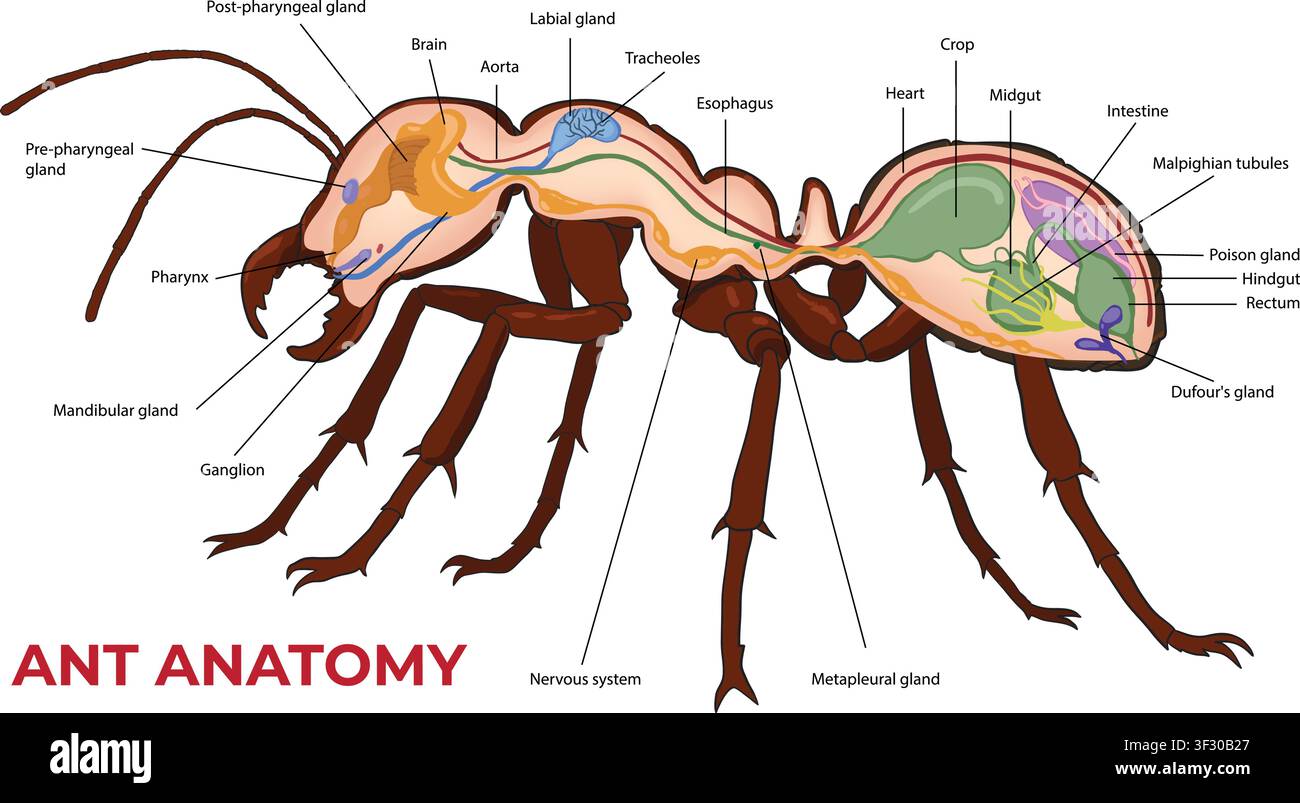 Illustrazione dello schema dell'anatomia interna delle formiche con organi etichettati Illustrazione Vettoriale