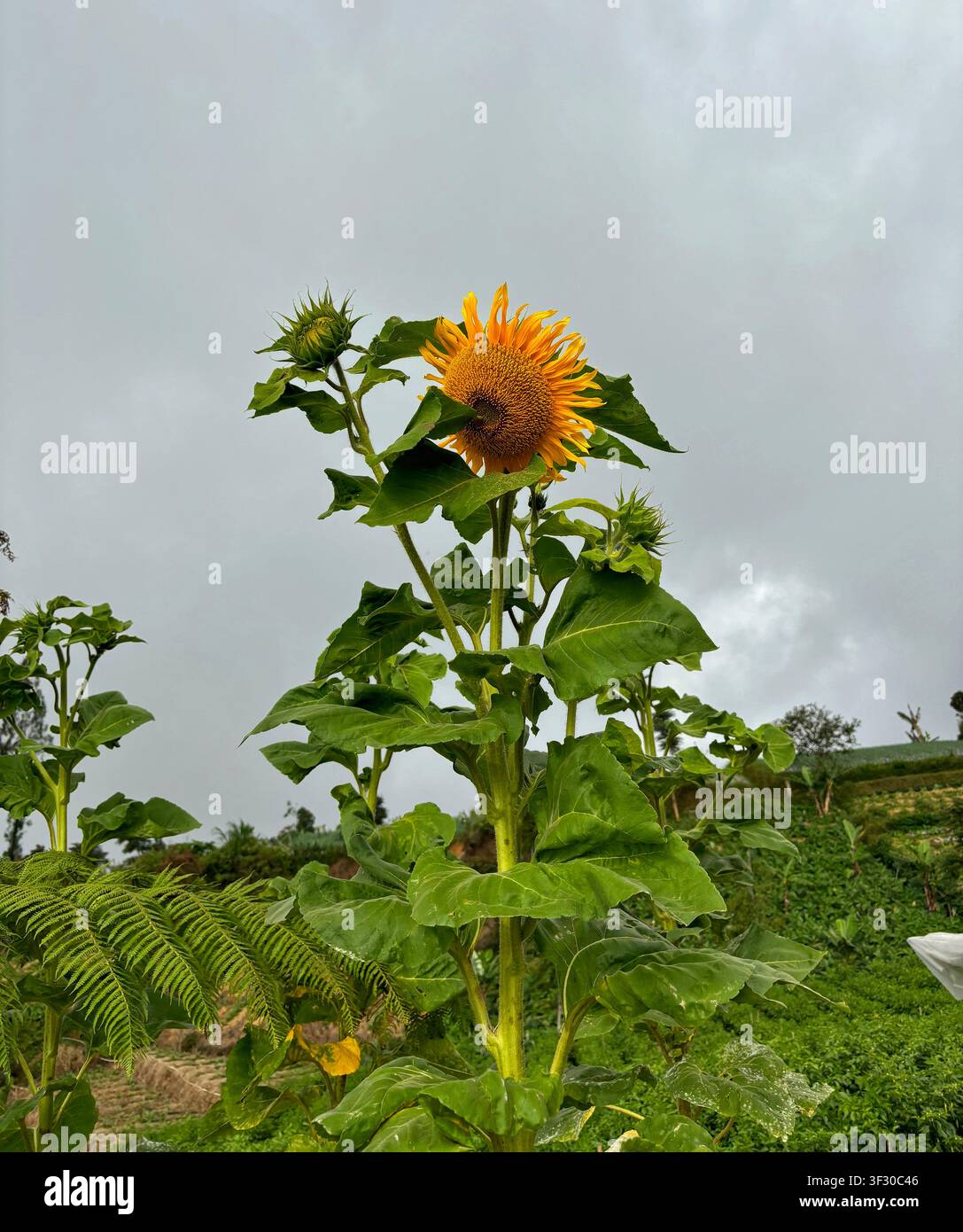 Un unico girasole giallo brillante in piena fioritura fotografato su un cielo nuvoloso e malinconico, con boccioli non aperti e fogliame verde. Foto Stock